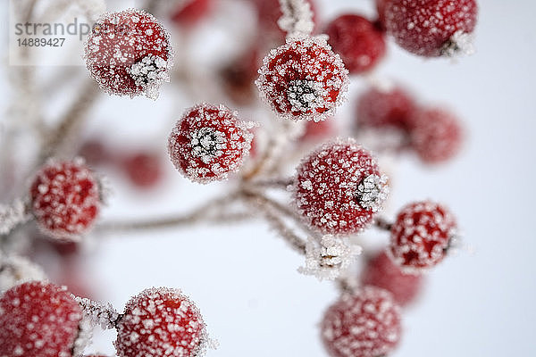 Rote Beeren der Gemeine Stechpalme  Ilex aquifolium im Winter  frostbedeckt
