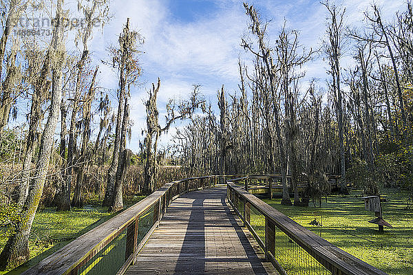 USA  South Carolina  Charleston  Tote Bäume in den Sümpfen der Magnolienplantage