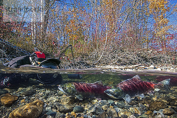 Kalifornien  Britisch-Kolumbien  Adams River  Fotograf  der laichende Sockeye-Lachse fotografiert  Oncorhynchus nerka
