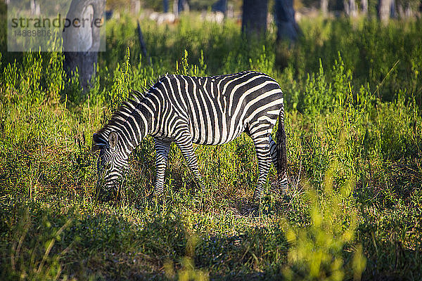 Sambia  Süd-Luangwa-Nationalpark  Zebra