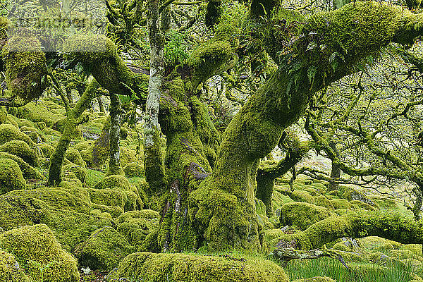 Vereinigtes Königreich  England  Dartmoor-Nationalpark  Bäume und Granitblöcke sind mit Moos bewachsen