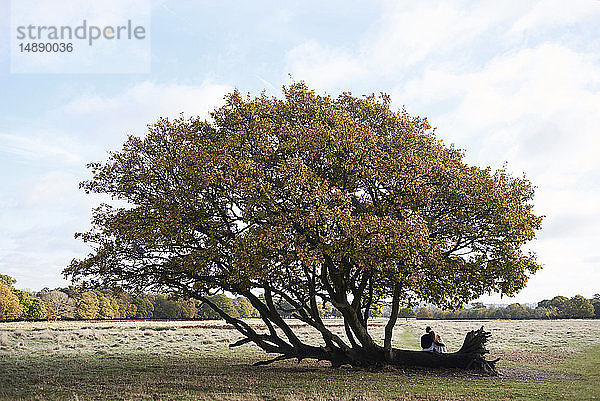 Rückansicht eines Paares  das sich auf einem Baumstamm in einem Park umarmt