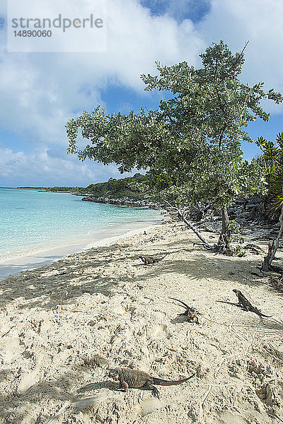 Karibik  Bahamas  Exuma  Leguane an einem weissen Sandstrand