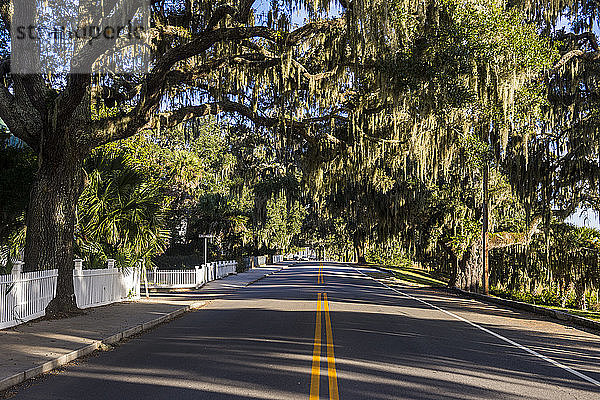 USA  South Carolina  Beaufort  Eichenallee