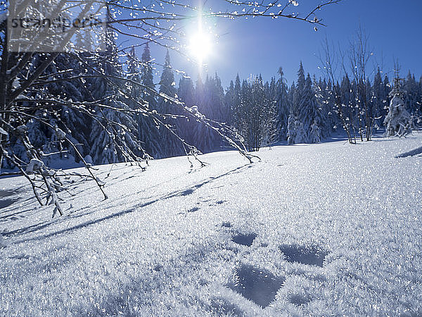 Deutschland  Naturpark Oberer Bayerischer Wald  schneebedeckte Winterlandschaft mit Hasengeruch