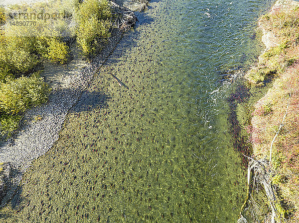 Kanada  Britisch-Kolumbien  Luftaufnahme des Adams River während des Lachsfangs