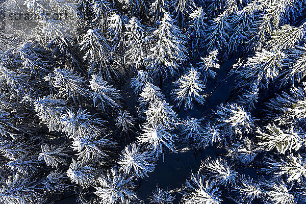 Luftaufnahme von Fichten im Winter