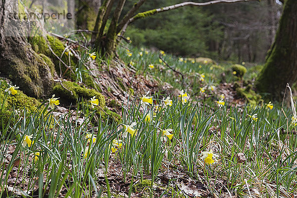 Deutschland  Nordrhein-Westfalen  Naturpark Hohes Venn Eifel  Narzissen im Frühling
