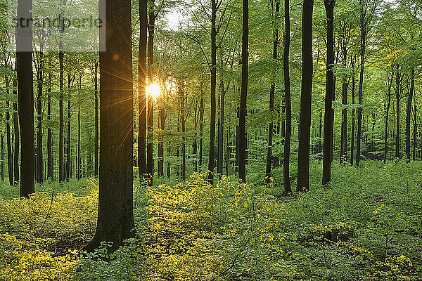 Grüner Wald im Frühling mit Sonne und Sonnenstrahlen  Westerwald  Rheinland-Pfalz  Deutschland