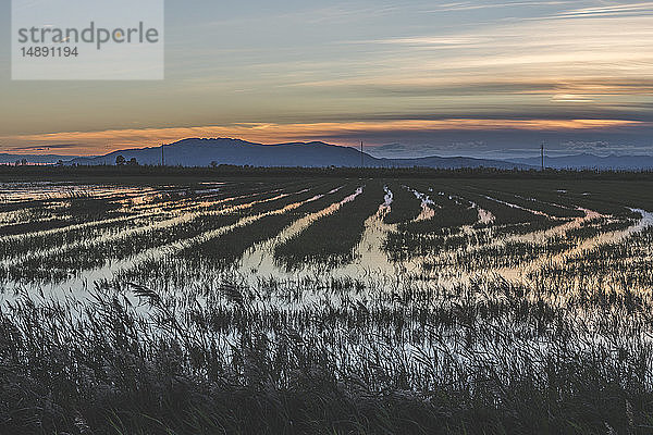 Spanien  Ebro-Delta  Reisfelder bei Sonnenuntergang