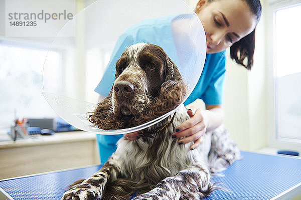 Hund mit elisabethanischem Colla in der Veterinärchirurgie