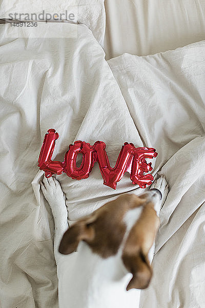 Hund im Bett mit Liebesfolienballon  von oben
