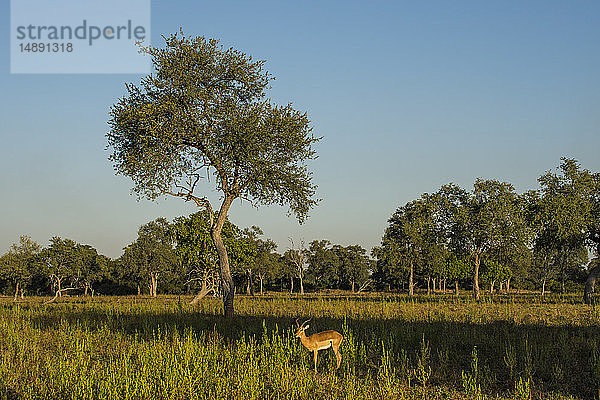 Sambia  South Luangwa National Park  Antilope