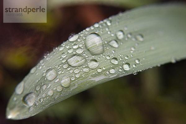 Wassertropfen auf Blatt