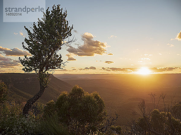 Baum auf Berg bei Sonnenuntergang im Blue Mountains National Park  Australien