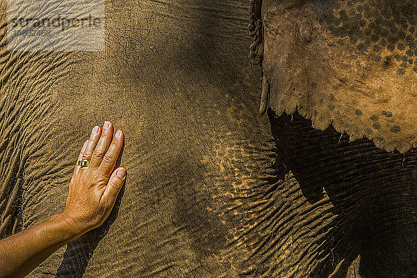 Frauenhand auf indischem Elefanten