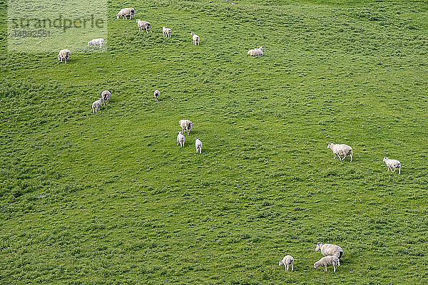 Hochformatige Ansicht von Schafen auf einem Feld in Tarara  Neuseeland