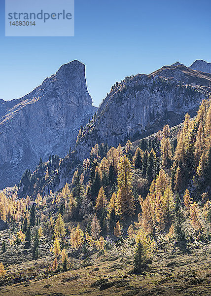 Tannenbäume und Berg in den Dolomiten  Südtirol  Italien