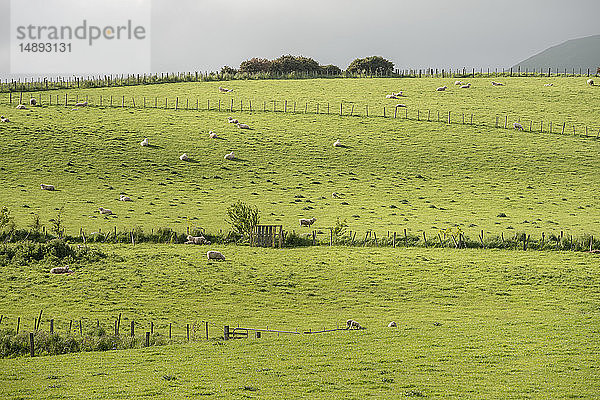 Schafe auf einem Feld in Owaka  Neuseeland