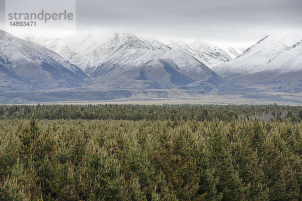 Wald bei der Ben Ohau Bergkette im Dobson Valley  Neuseeland