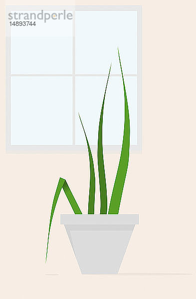 Zimmerpflanze vor dem Fenster