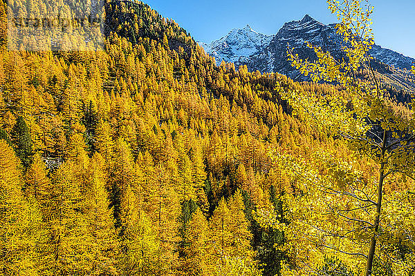 Italien  Aostatal  Nationalpark Gran Paradiso  Rhemes-Tal  Lärchenwald (Larix decidua) und Herbstbirke (Betula pendula)  Zirbelkiefer (Pinus cembra)