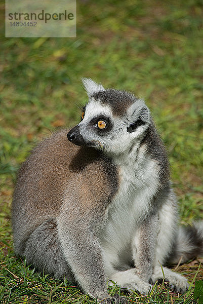 Europa  Italien  Rom  Der Biopark  Ringschwanzlemur  Lemur catta