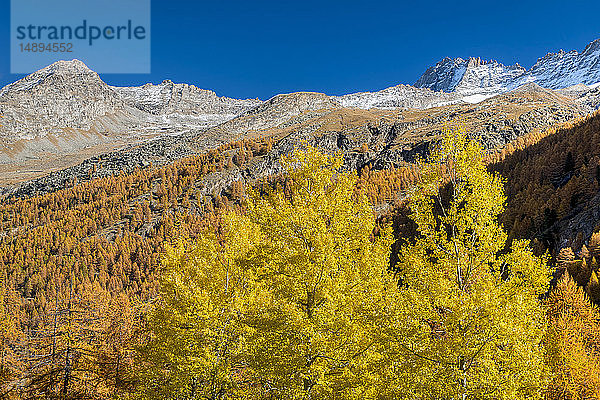 Italien  Valsavarenche  Nationalpark Gran Paradiso  Massif du Grand Paradis  Espe (Populus tremula) und europäischer Lärchenwald im Herbst