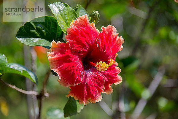 Asien  Sri Lanka  Kandy  Königlicher Botanischer Garten Peradeniya  Hisbiscus  Malvaceae