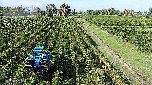 Italien  Emilia-Romagna  Lambrusco-Weinberg