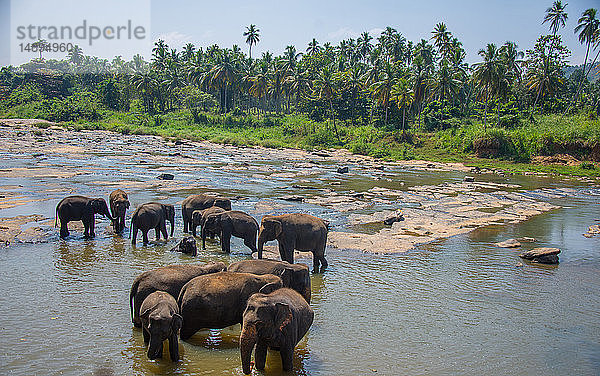 Asien  Sri Lanka  Pinnawala Elefantenwaisenhaus  Sri Lankischer Elefant