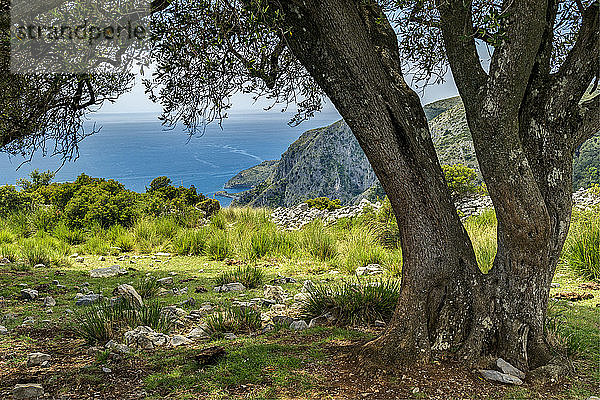Italien  Kampanien  Nationalpark Cilento  Küste von Masseta und Infreschi  Olivenhain  Olivenbaum Pisciottana