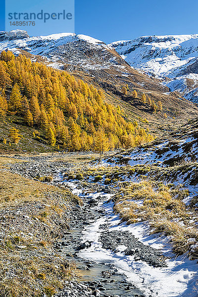 Italien  Aostatal  Nationalpark Gran Paradiso  Rhemes-Tal  Entrelor-Hochebene (2140 m); europäischer Lärchenwald im Herbst'.