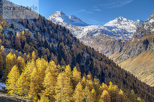 Italien  Aostatal  Nationalpark Gran Paradiso  Rhemes-Tal  Granta Parey (3.387 m) von der Entrelor-Hochebene; europäischer Lärchenwald im Herbst'.