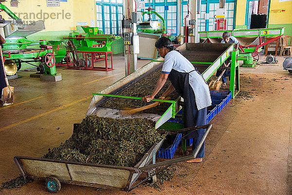 Asien  Sri Lanka  Nuwara Eliya  Teefabrik