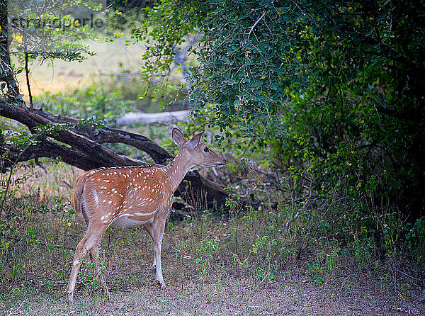 Asien  Sri Lanka  Yala-Nationalpark  Fleckenhirsch  Cheetal  Axis axis