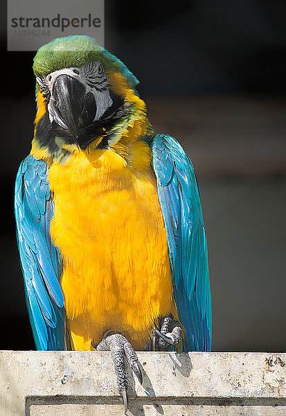 Europa  Italien  Rom  Der Bioparco  Blau-gelber Ara  Ara ararauna Papagei
