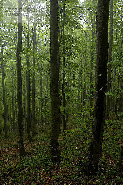 Slowenien  Tarnova Wald  Fagus sylvatica  Buche  Holz