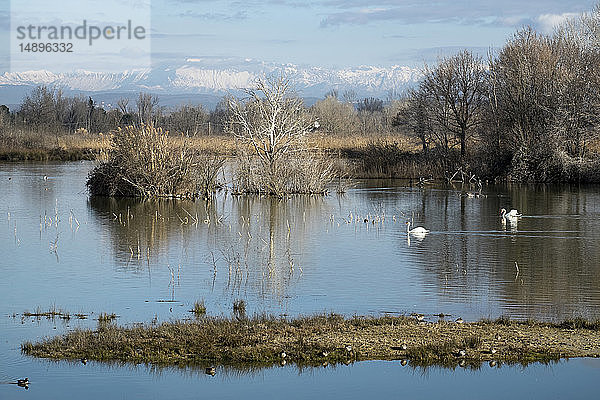 Italien  Friaul  Regionalpark Isonzomündung  Vogelschutzgebiet Isola della Cona