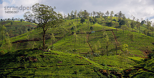 Asien  Sri Lanka  Nuwara Eliya  Teeplantage