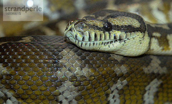 Asien  Singapur  Morelia spilota