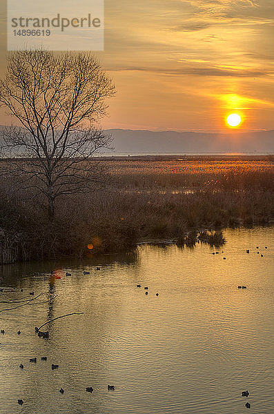 Italien  Friaul  Regionalpark Isonzomündung  Vogelschutzgebiet Isola della Cona  Enten in der Morgendämmerung