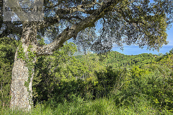 Italien  Kampanien  Nationalpark Cilento  Korkeiche (Quercus suber)