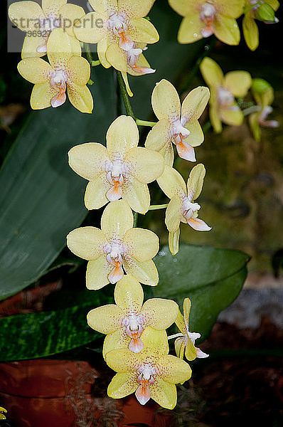 Amerika  Vereinigte Staaten  Illinois  Chicago Botanical Garden  Dendrobium Orchidee