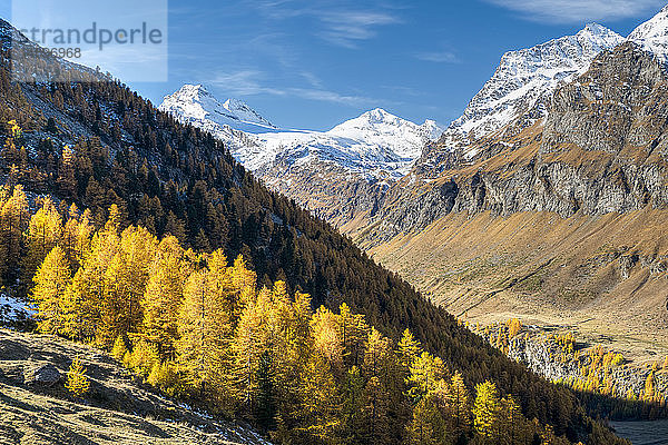 Italien  Aostatal  Nationalpark Gran Paradiso  Rhemes-Tal  Granta Parey (3.387 m) von der Entrelor-Hochebene; europäischer Lärchenwald im Herbst'.