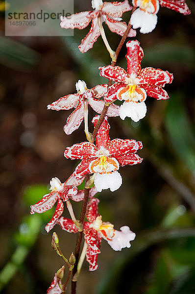 Amerika  Vereinigte Staaten  Illinois  Chicago Botanical Garden  Phalaenopsis Orchidee