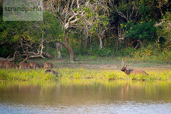 Asien  Sri Lanka  Yala-Nationalpark  Sri Lankischer Sambarhirsch   Rusa unicolor unicolor