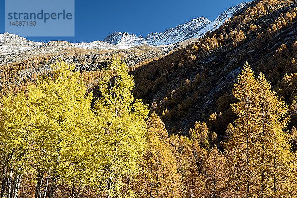Italien  Valsavarenche  Nationalpark Gran Paradiso  Massif du Grand Paradis  Espe (Populus tremula) und europäischer Lärchenwald im Herbst