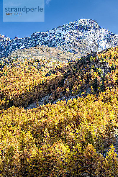 Italien  Aostatal  Nationalpark Gran Paradiso  Rhemes-Tal  Europäischer Lärchenwald (Larix decidua) im Herbst