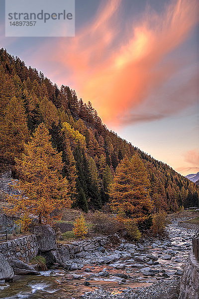 Italien  Valsavarenche  Nationalpark Gran Paradiso  Massif du Grand Paradis  Savara-Bach  Europäischer Lärchenwald im Herbst